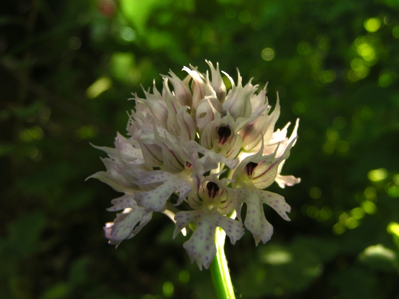 Orchidea dal parco dei gessi (BO) 2